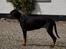 Dobermann Raphaels Fleur R.I.P <3