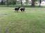 Dobermann Raphaels Fleur R.I.P <3