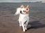 Chihuahua Viktor
