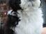 Shih tzu Vero Amico (Amico