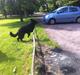 Schæferhund Alba