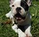 Fransk bulldog Fie