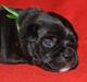 Staffordshire bull terrier Homeboy Kabri aka Leo