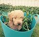 Blanding af racer Goldendoodle (Navn: Einstein)