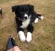 Border collie Zoey