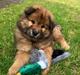 Eurasier Enzo ( Balule's Inxs)
