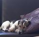 Jack russell terrier Manfred 