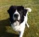Landseer Jossi 