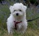 Coton de tulear Mille