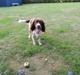 Field Trial Springer Spaniel Chico