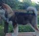 Alaskan malamute F' FIRE IN PAWS Srebrny Kiel 