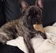 Fransk bulldog Carlo
