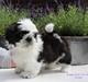 Shih tzu Vero Amico (Amico
