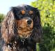 Cavalier king charles spaniel Cavalierbyen Loveable Milo (Milo)