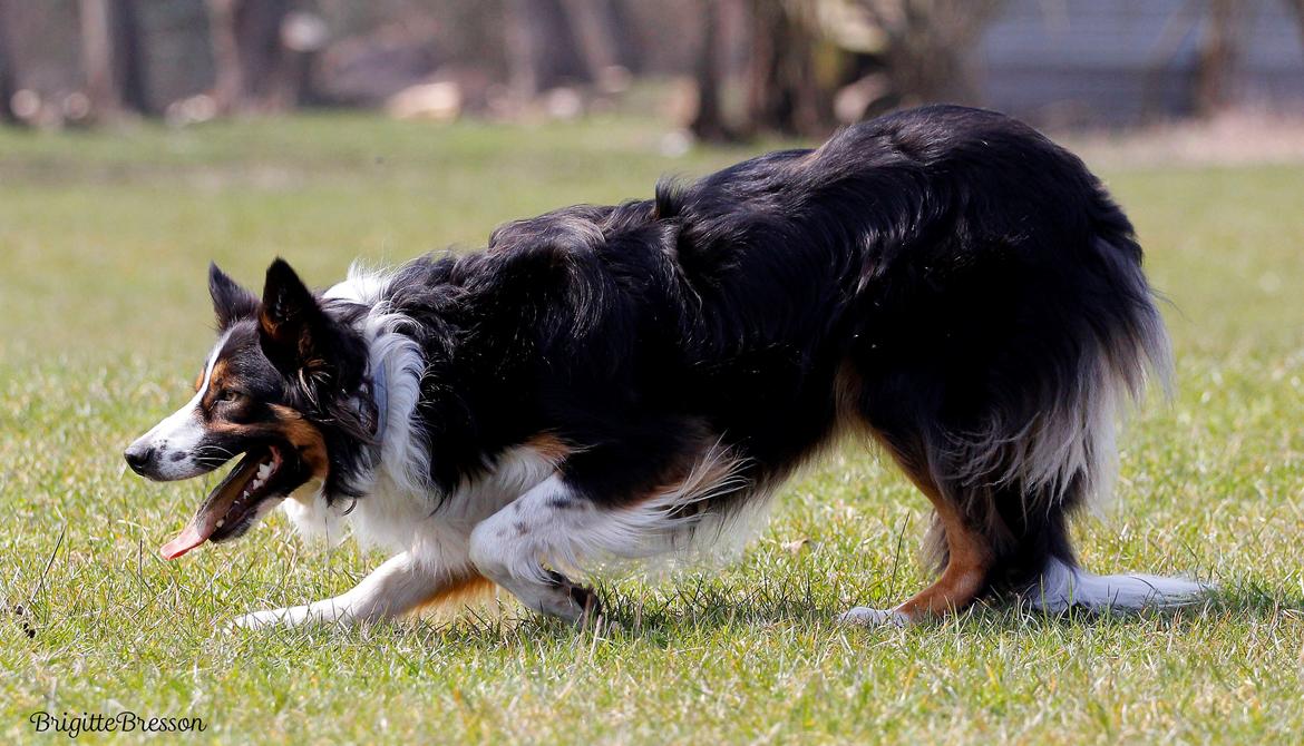 Border collie Jett R.I.P billede 33