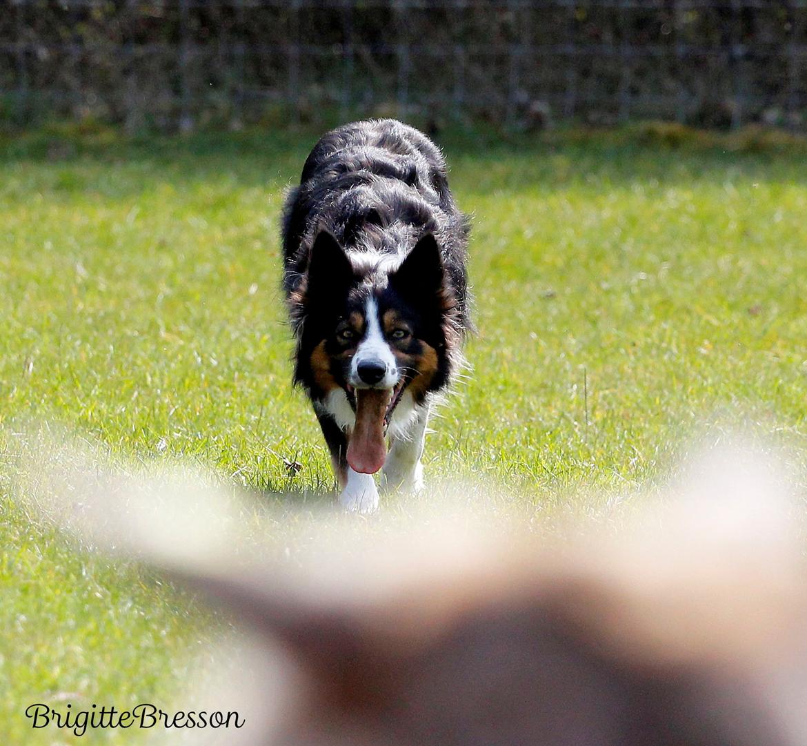 Border collie Jett R.I.P billede 12