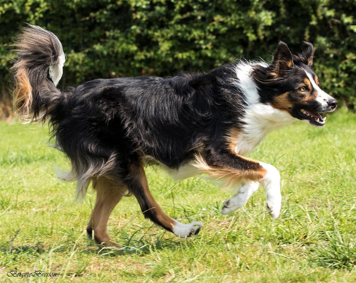 Border collie Jett R.I.P billede 35