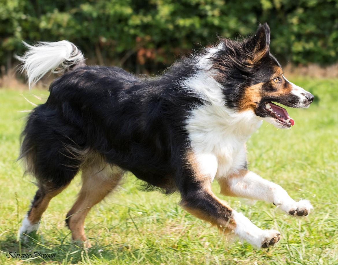 Border collie Jett R.I.P billede 36