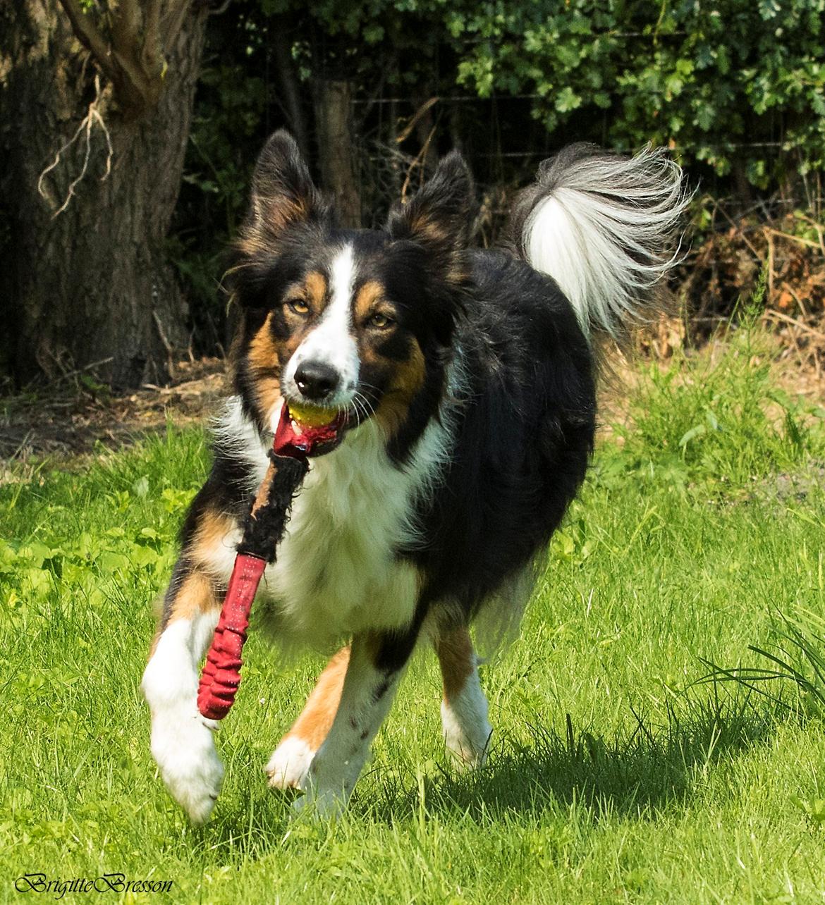 Border collie Jett R.I.P billede 37