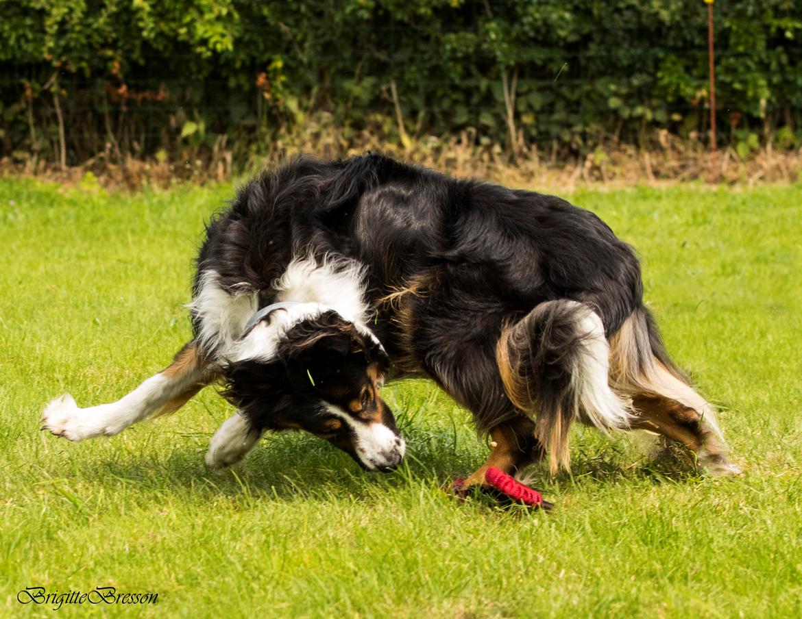 Border collie Jett R.I.P billede 38