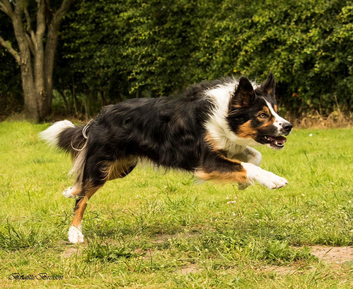 Border collie Jett R.I.P billede 39