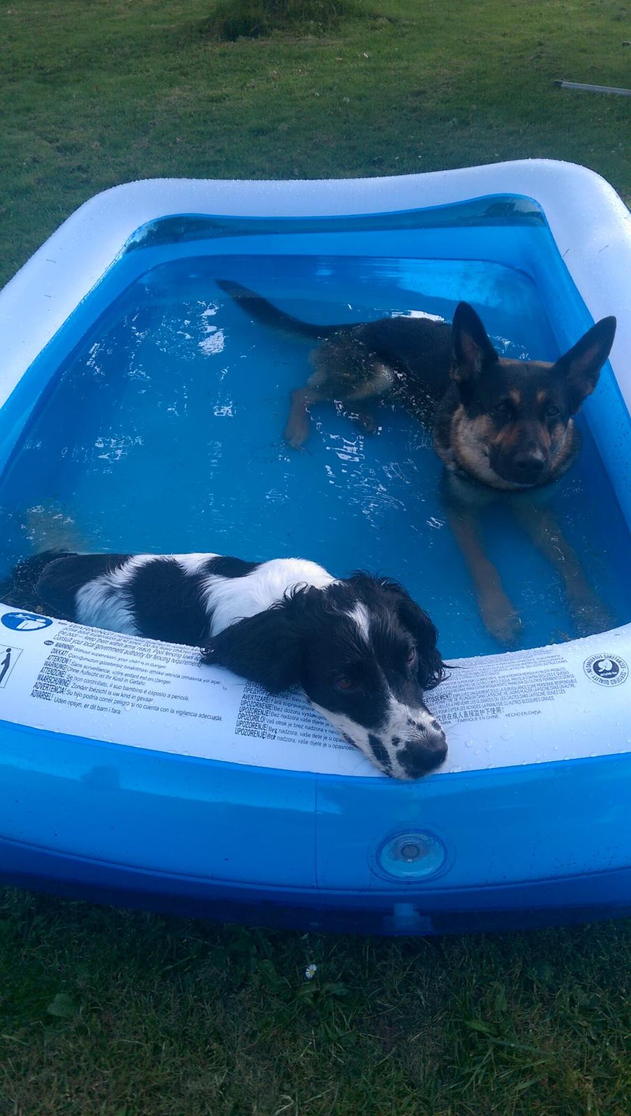 Schæferhund Juice 17/2-2011 - 7/9-2021 - 5/7-2015 Nogen kan liiige holde varmen ud.. (30 grader) billede 18