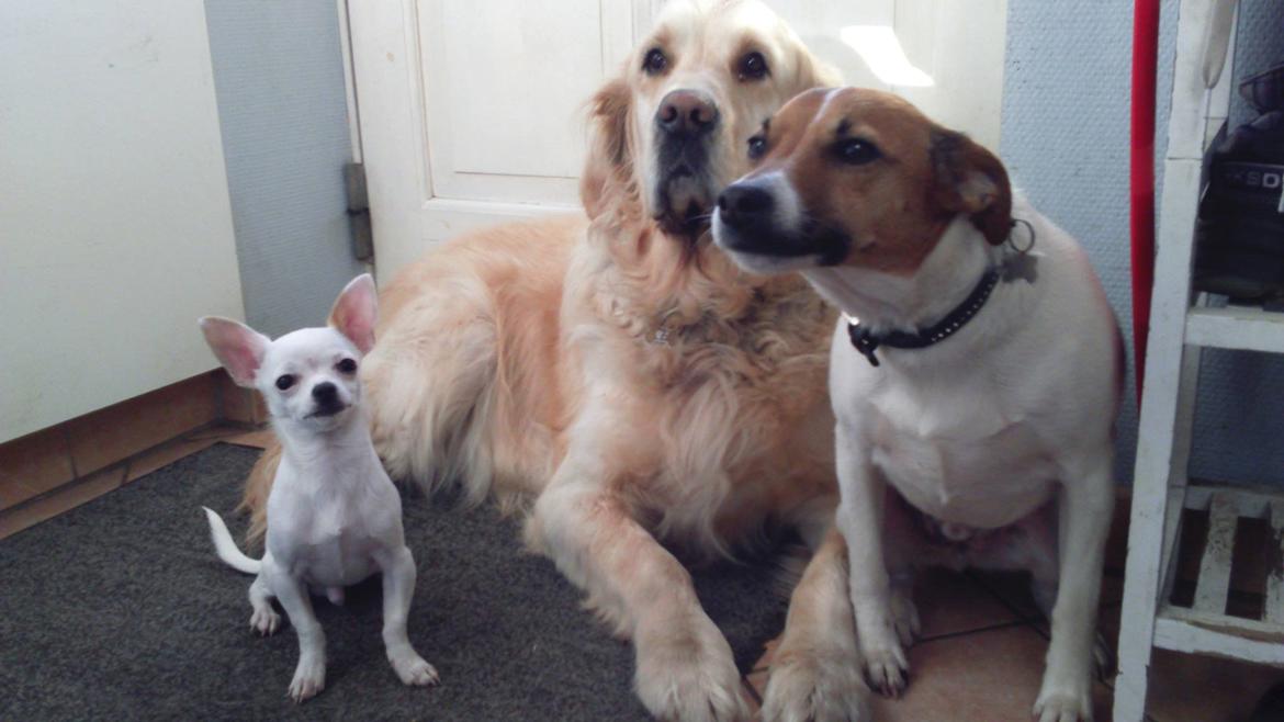 Dansk svensk gaardhund Otto billede 36