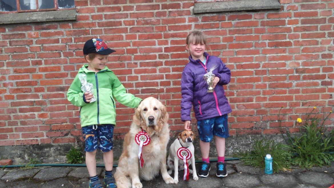 Dansk svensk gaardhund Otto - Børnedyrskue i Skive 2015. Otto og Lærke fik ærespræmie. Felix og William fik 1. præmie billede 37