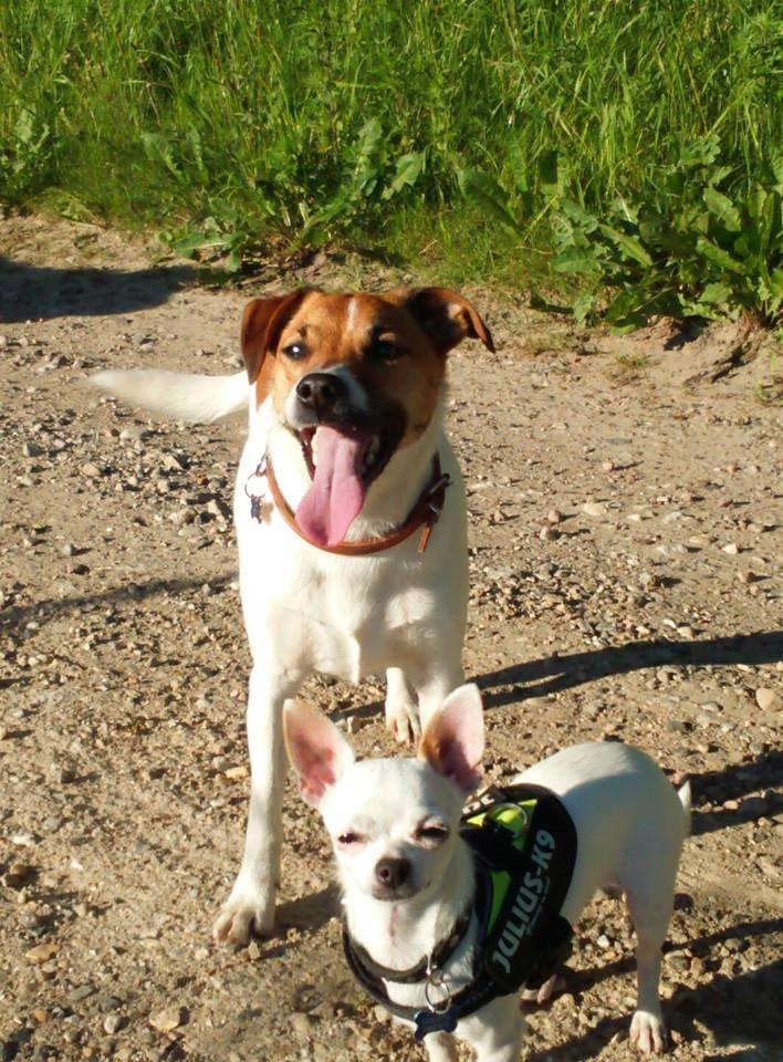 Dansk svensk gaardhund Otto - Flotte hunde på aften tur sommer 2015 billede 1