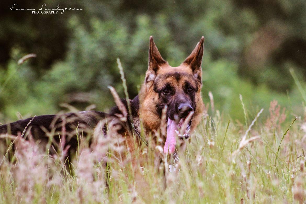 Schæferhund Degner Carlo - Sommer 15 billede 4