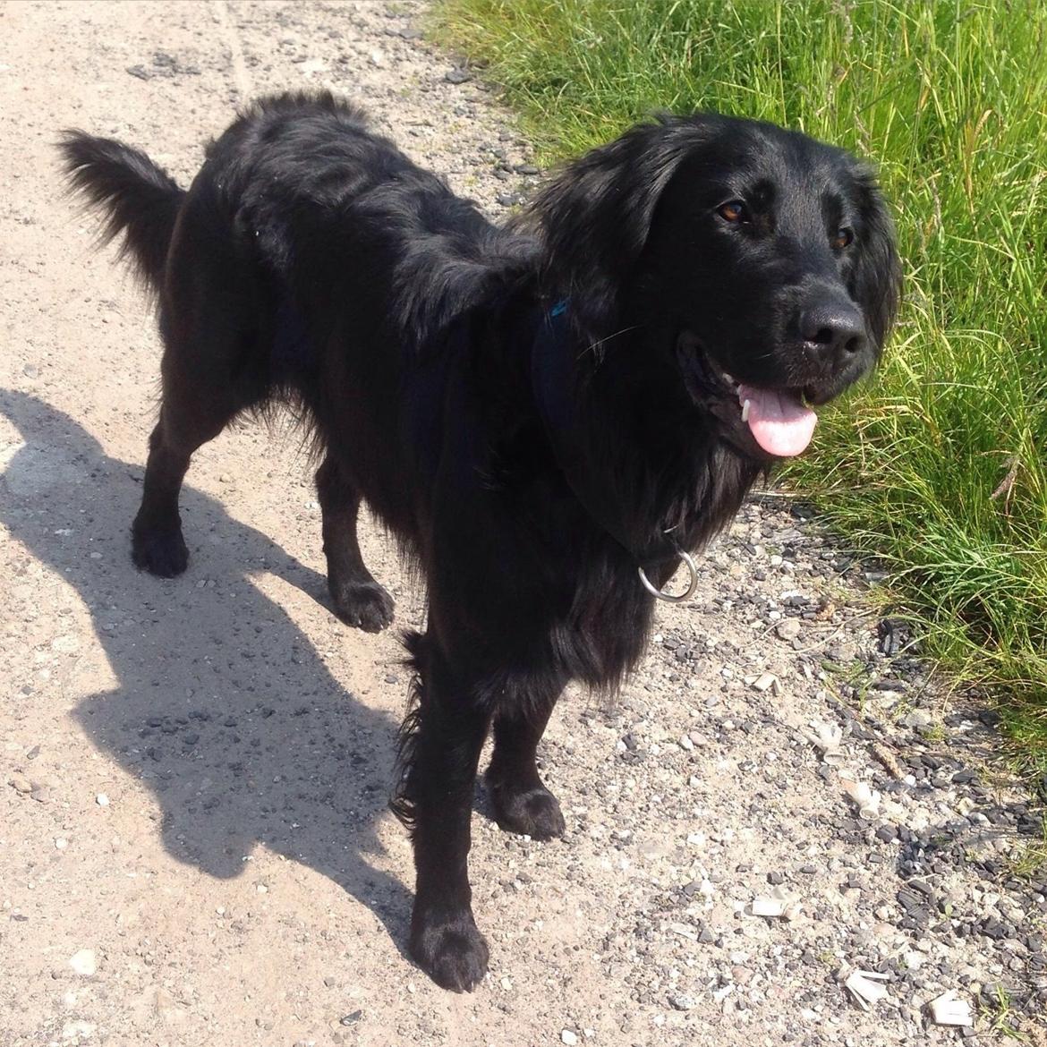 Flat coated retriever Bailey - 2 år  billede 29