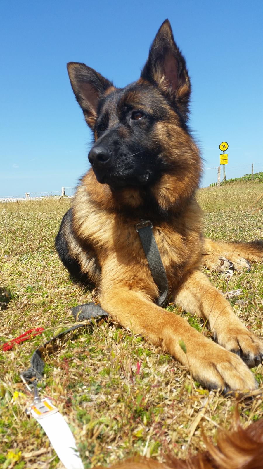 Schæferhund Quinti - elsker sommer og sol ude i det fri med min moar billede 1