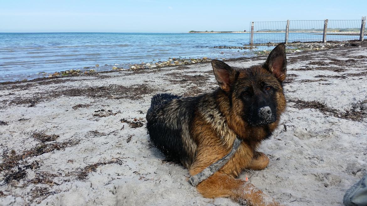 Schæferhund Quinti - dejligt med en dukkert billede 2