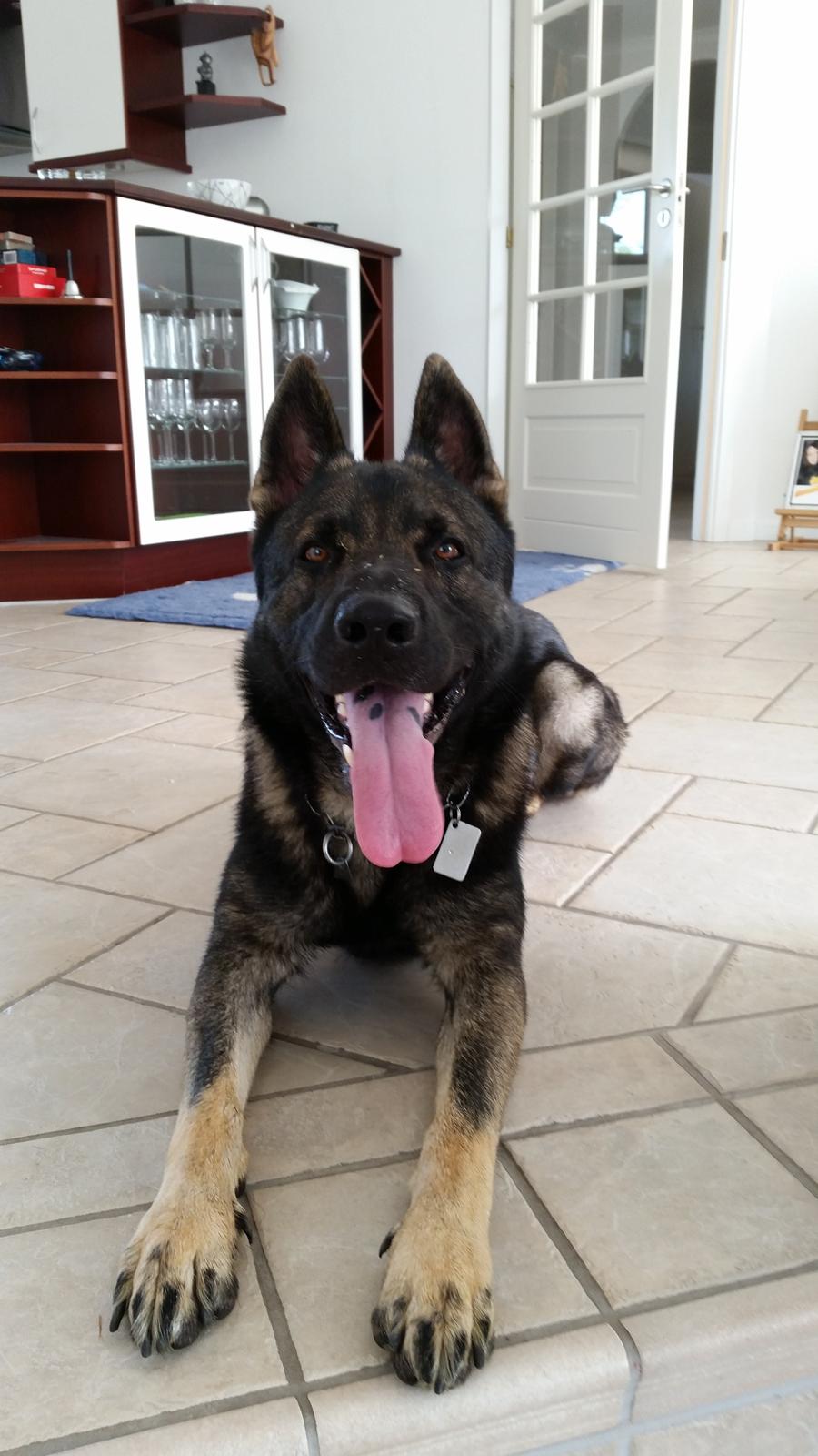 Schæferhund Jabina Fido billede 2