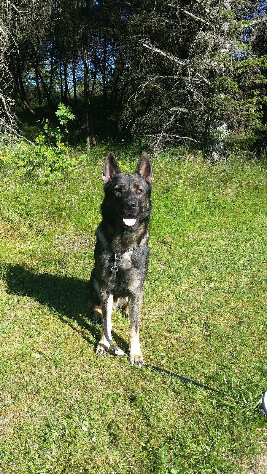 Schæferhund Jabina Fido billede 3