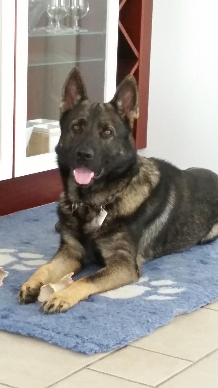 Schæferhund Jabina Fido billede 4