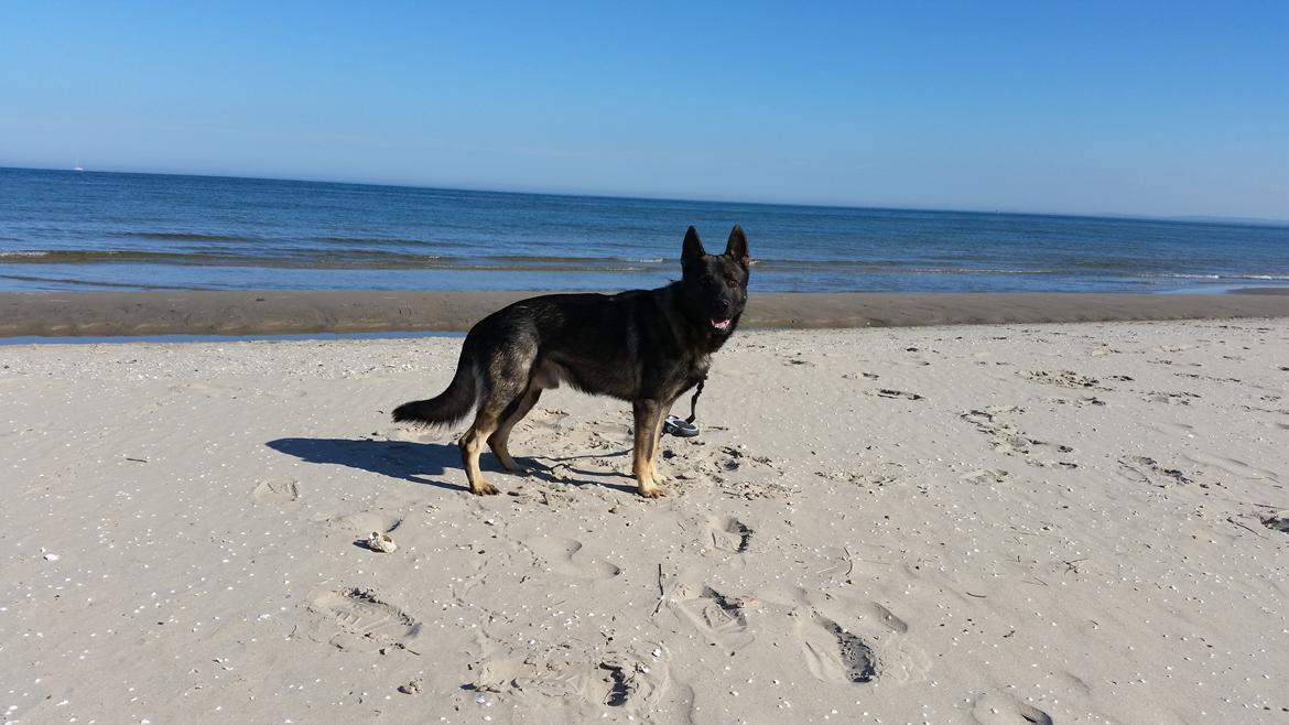 Schæferhund Jabina Fido billede 5