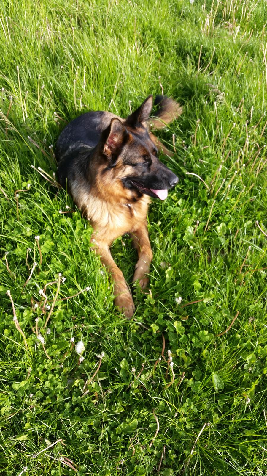 Schæferhund Quinti - ahhh verdens største legeplads 12hk billede 3