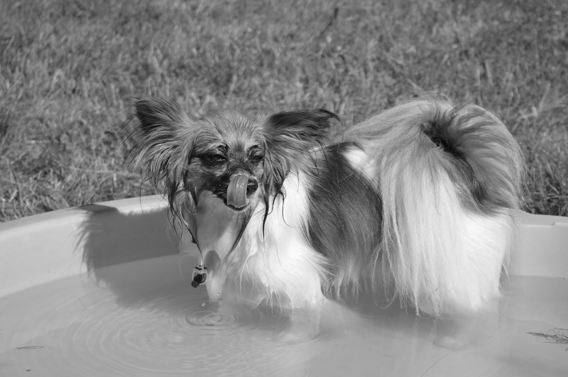 Papillon Charlie - Hygge billeder billede 18