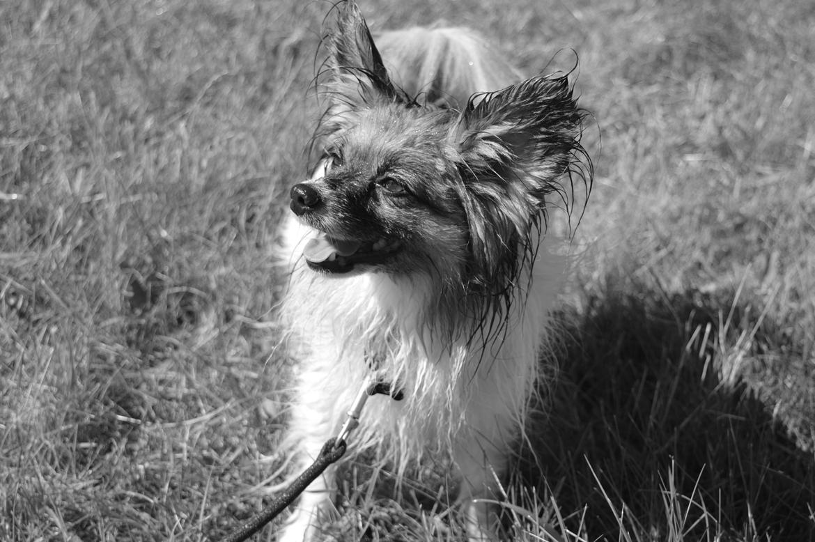 Papillon Charlie - Hygge billeder billede 20