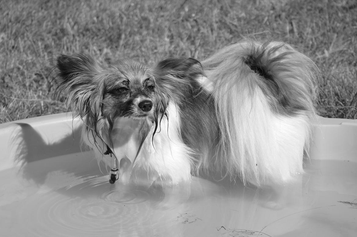 Papillon Charlie - Hygge billeder billede 21