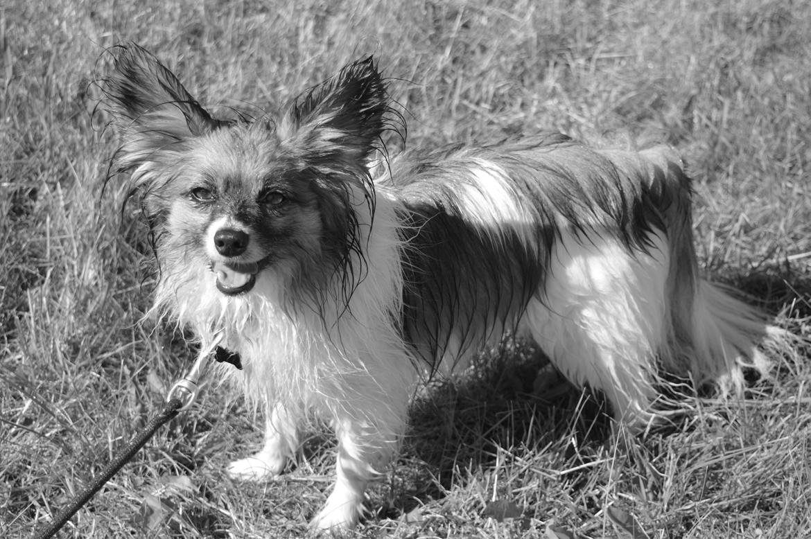 Papillon Charlie - Hygge blilleder billede 19