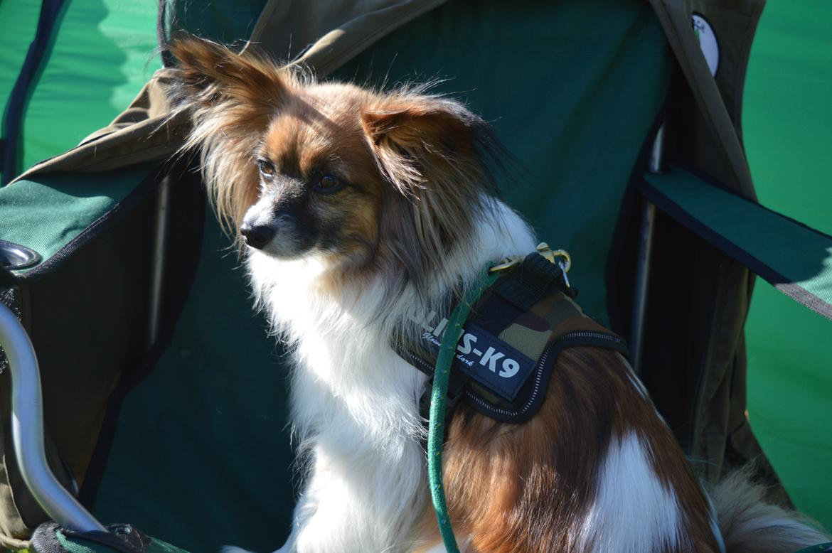 Papillon Charlie - Hygge billeder billede 22