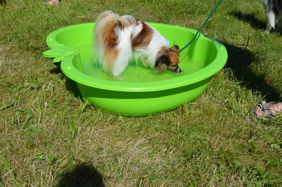 Papillon Charlie - Charlie der dykker efter godbider :) billede 23