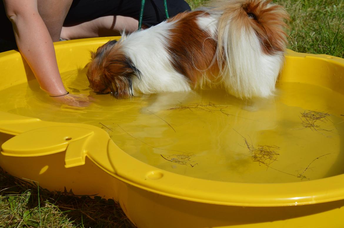 Papillon Charlie - Charlie der dykker efter godbider :) billede 25