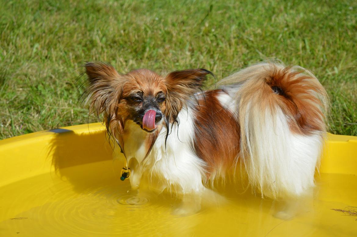 Papillon Charlie - Charlie efter at hvad dykket efter godbider billede 26