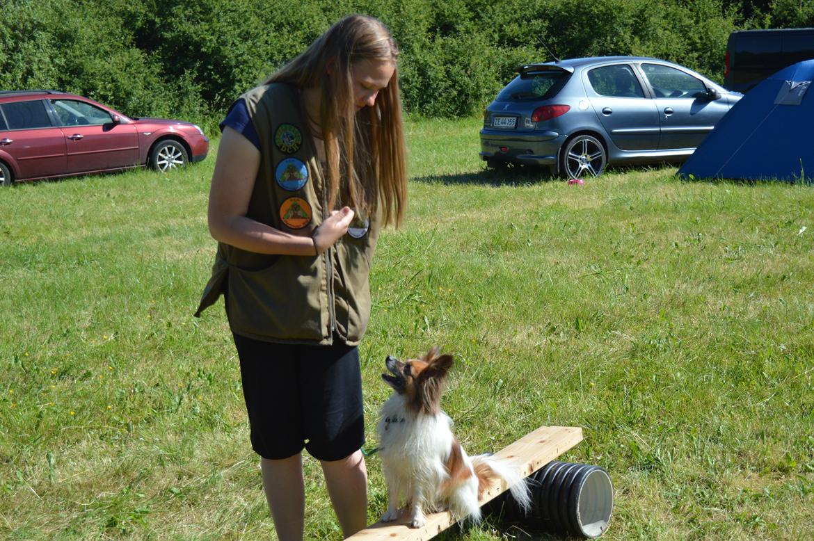 Papillon Charlie - Sjove øvelser billede 27
