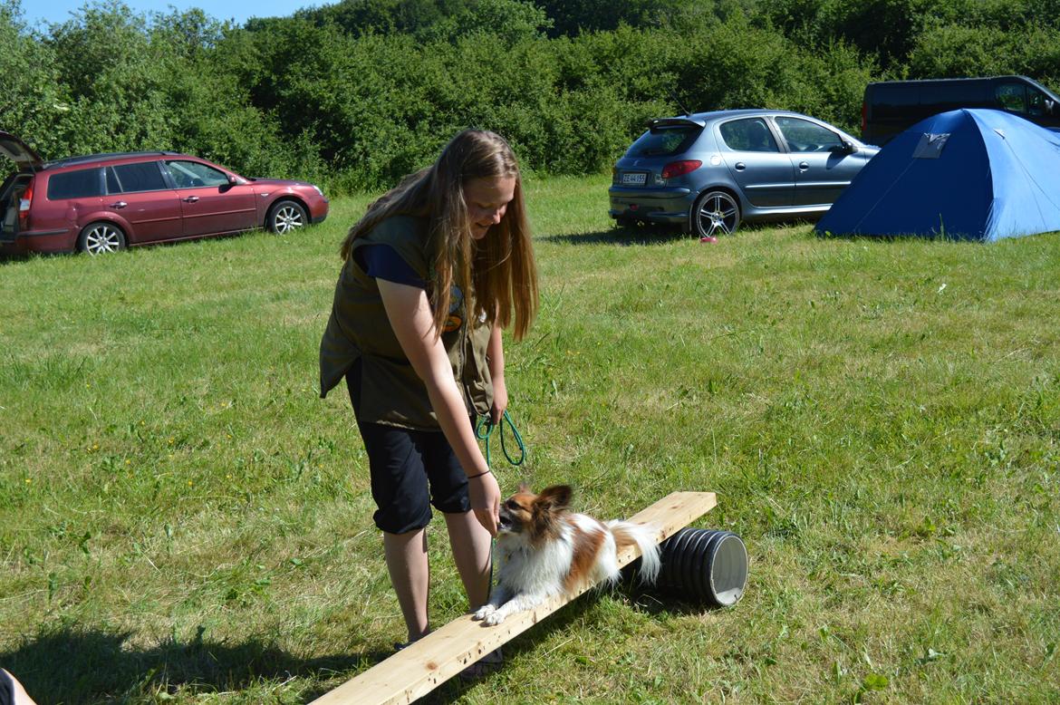 Papillon Charlie - Sjove øvelser billede 28