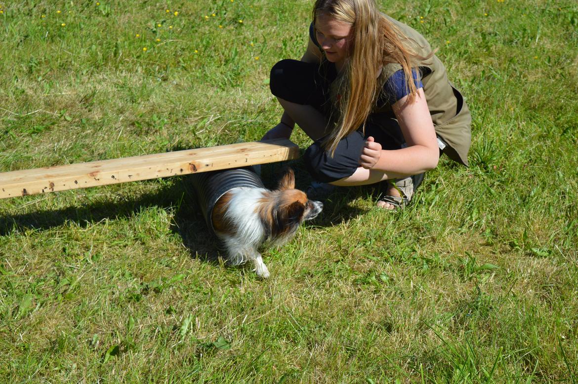 Papillon Charlie - Sjove øvelser billede 29