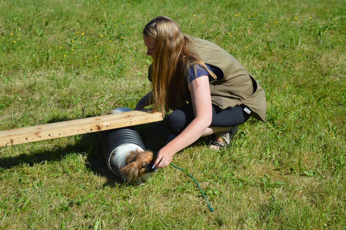 Papillon Charlie - Sjove øvelser billede 30